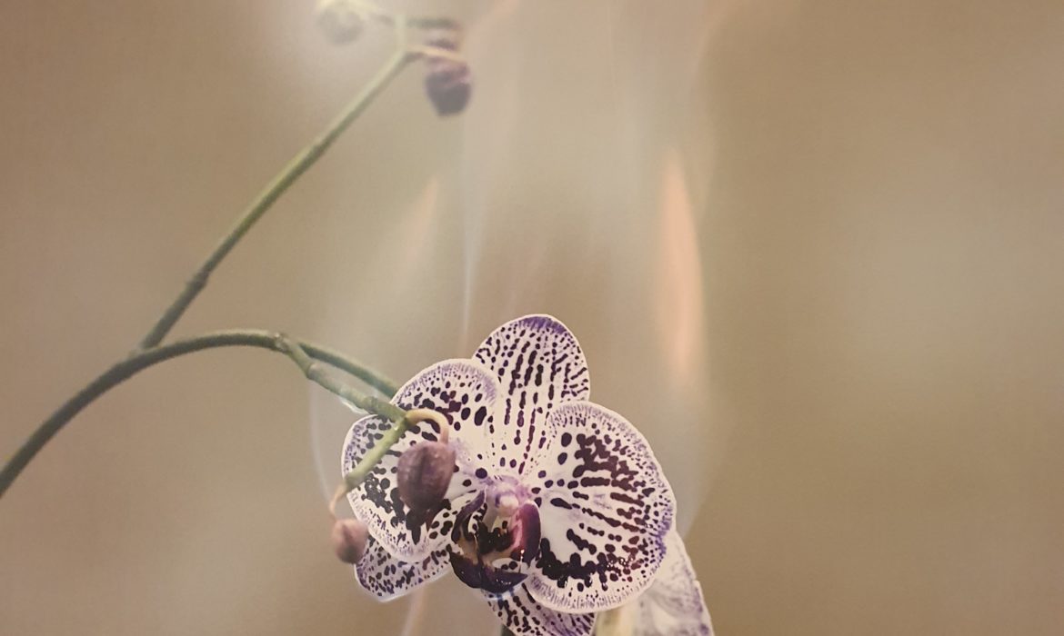 "Les Fleurs du Mal" Exhibition by Maison Guerlain