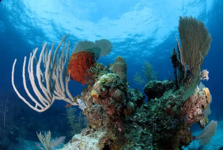 Coral