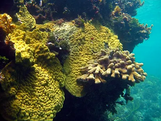 Yellow coral
