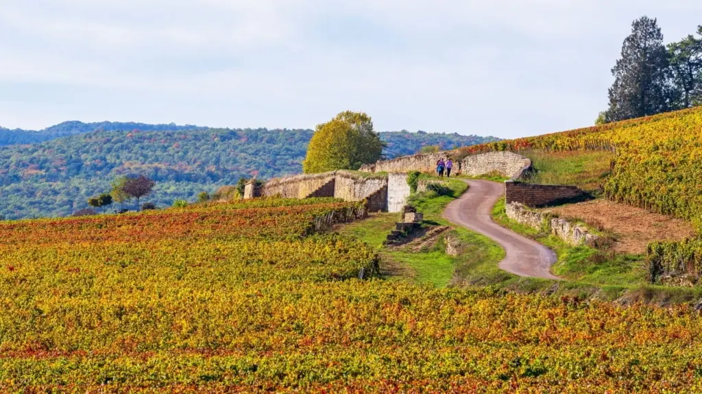 Burgundy Wine Tasting Tours Côte de Beaune Vineyard