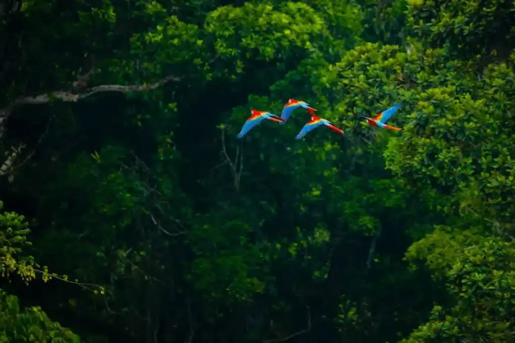 Beyond the Canopy: Finding Luxury and Wisdom at Brazil's Cristalino Lodge - Image 1
