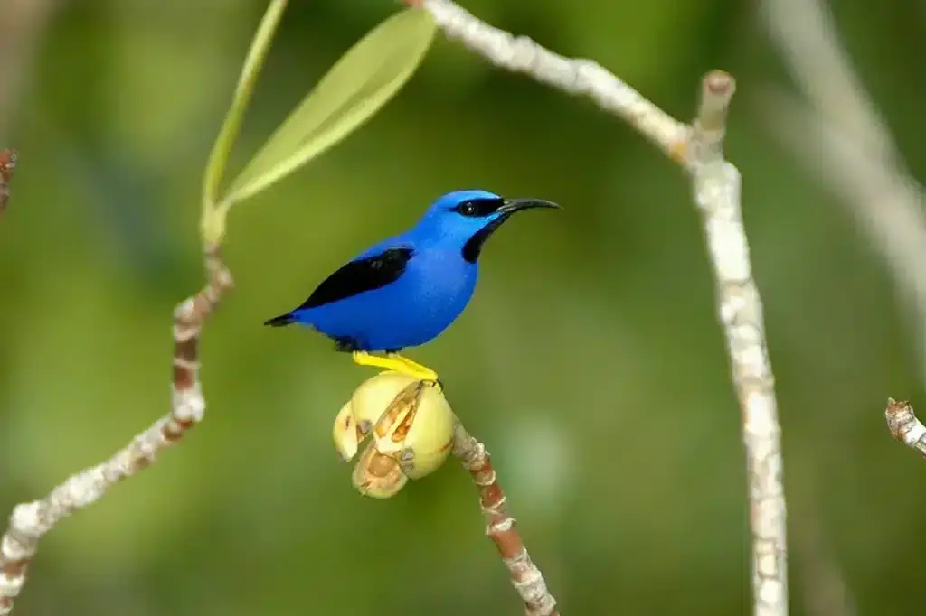 Beyond the Canopy: Finding Luxury and Wisdom at Brazil's Cristalino Lodge - Image 2