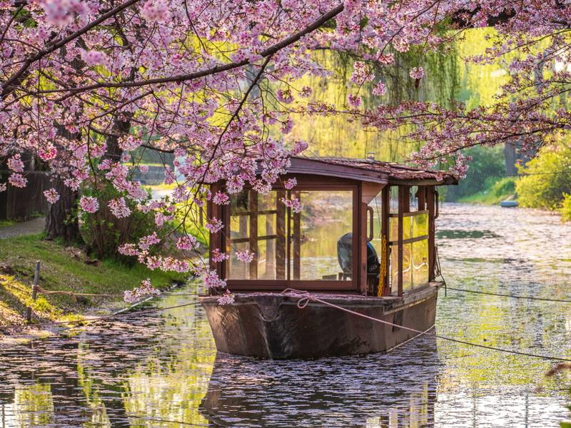 Kyoto Under The Cherry Blossoms